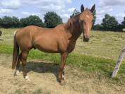 A vendre cheval de sport 2 ans 