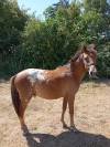 Poney PFS 1 ans - Onixio de L'Auxance