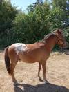 Poney PFS 1 ans - Onixio de L'Auxance