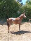Poney PFS 1 ans - Onixio de L'Auxance