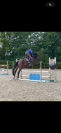 Hongre 4 ans CSO