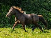 OLLIE VALONIA pouliche OC type Shetland