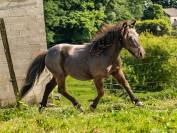 OLLIE VALONIA pouliche OC type Shetland