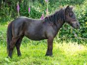 OLLIE VALONIA pouliche OC type Shetland