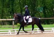 DP PONEY DE DRESSAGE