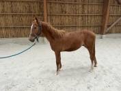 Poulain SF mâle 1 an Sport CSO/ CCE
