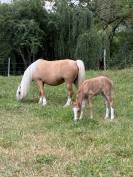 pouliche 2025 Welsh PP