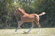 Poulain 2025 SF par Halifax 