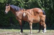 Poulain 2025 SF par Halifax 