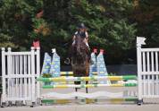 Jument New Forest A vendre 2018 Bai brun