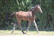 Poulain 2025 SF par Untouchable 27