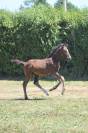 Poulain 2025 SF par Untouchable 27