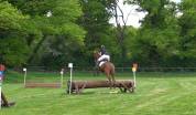 Cheval 4 ans potentiel CSO, Hunter, CCE