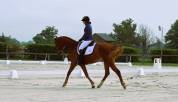 Cheval 4 ans potentiel CSO, Hunter, CCE