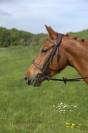 Cheval 4 ans potentiel CSO, Hunter, CCE