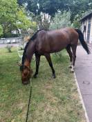 Jument 12 ans - loisir/dressage