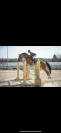 Jument 12 ans - loisir/dressage
