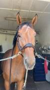 Jument 12 ans - loisir/dressage