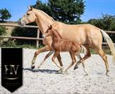 Pouliche kwpn Vitalis x Furstentern x Baron