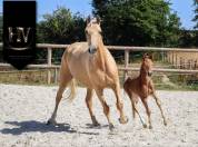Pouliche kwpn Vitalis x Furstentern x Baron