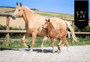 Pouliche kwpn Vitalis x Furstentern x Baron