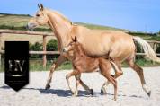 Pouliche kwpn Vitalis x Furstentern x Baron