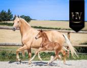 Pouliche kwpn Vitalis x Furstentern x Baron