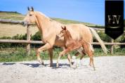 Pouliche kwpn Vitalis x Furstentern x Baron