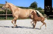 Pouliche kwpn Vitalis x Furstentern x Baron