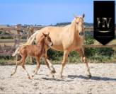 Pouliche kwpn Vitalis x Furstentern x Baron
