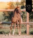Potranca KWPN Caballo de Deporte Neerlandés En venta 2025 Alazán tostado por VITALIS