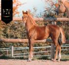 Potranca KWPN Caballo de Deporte Neerlandés En venta 2025 Alazán tostado por VITALIS