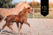 Potranca KWPN Caballo de Deporte Neerlandés En venta 2025 Alazán tostado por VITALIS