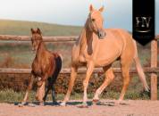 Potranca KWPN Caballo de Deporte Neerlandés En venta 2025 Alazán tostado por VITALIS