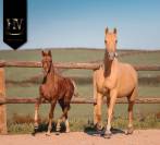 Potranca KWPN Caballo de Deporte Neerlandés En venta 2025 Alazán tostado por VITALIS