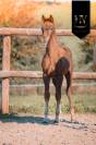 Potranca KWPN Caballo de Deporte Neerlandés En venta 2025 Alazán tostado por VITALIS