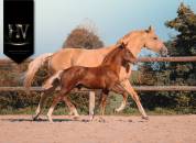 Potranca KWPN Caballo de Deporte Neerlandés En venta 2025 Alazán tostado por VITALIS