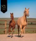 Potranca KWPN Caballo de Deporte Neerlandés En venta 2025 Alazán tostado por VITALIS