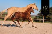 Potranca KWPN Caballo de Deporte Neerlandés En venta 2025 Alazán tostado por VITALIS