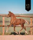 Potranca KWPN Caballo de Deporte Neerlandés En venta 2025 Alazán tostado por VITALIS
