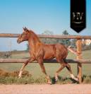 Potranca KWPN Caballo de Deporte Neerlandés En venta 2025 Alazán tostado por VITALIS