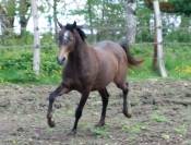 Poulain Arabe 
