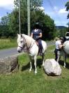 jument camargue 