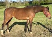 Jolie ponette PFS de 2 ans AV