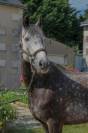 Connemara PP 8 ans