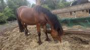 À Vendre Poney B