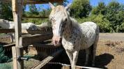 À vendre – Poney D Appaloosa polyvalent et fiable
