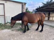 Ponette pour compagnie