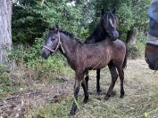 Pouliche OC Welsh Part Bred