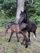 Pouliche OC Welsh Part Bred